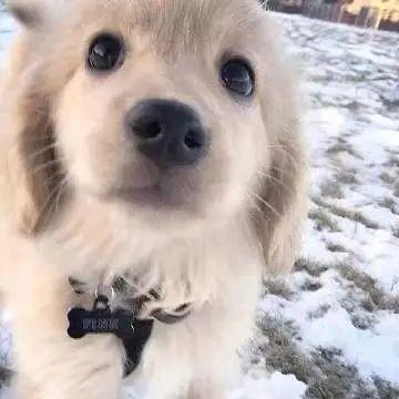 狗狗最新爆料图片,萌态百出，揭秘宠物界的欢乐瞬间  第3张