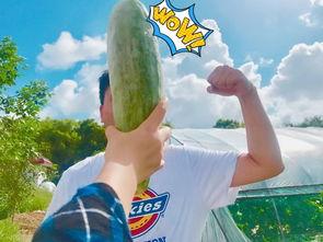 网红吃瓜群众免费,揭秘娱乐圈幕后真相  第3张